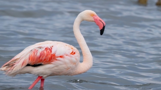 İzmit Körfezindeki flamingo sayısında artış gözlendi