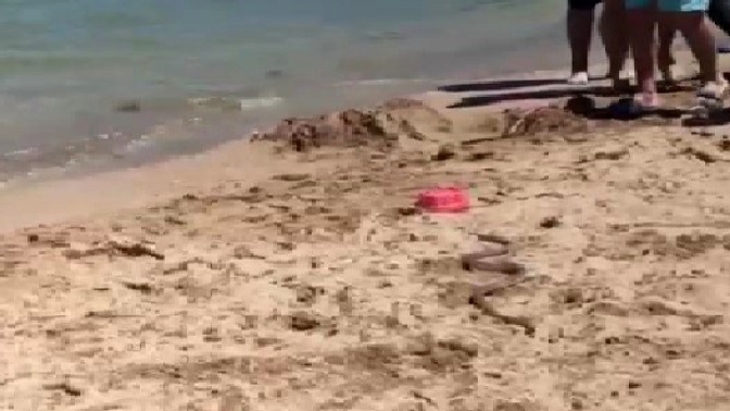 Plajda görülen yılan panik yarattı