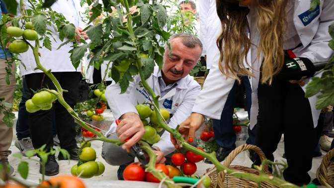 Tarımda ilk olan sistemde hasat heyecanı