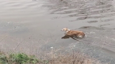 Dereye düşen köpeği itfaiye ekipleri son anda kurtardı