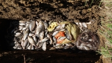 İsrail sazanı operasyonu: "Balıkları bile siyonist"
