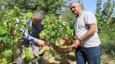 Lezzetiyle meşhur üzümlerin hasadına başlandı