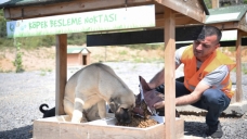 Sokak hayvanlarına 12 ton mama dağıtıldı