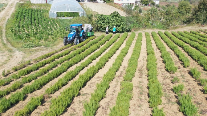 Tıbbi ve aromatik bitkilerin hasadı başladı