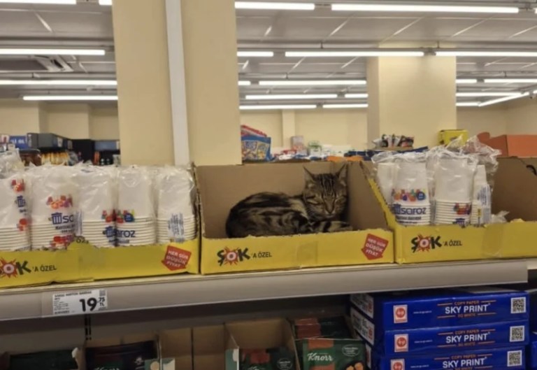 Kocaeli’de Marketlerde Reyonlarda Kedi Tepkisi!