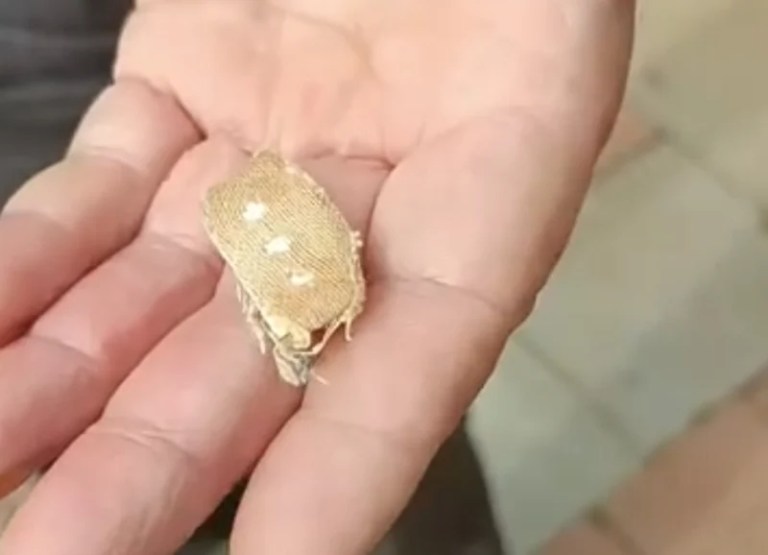 Dilovası’nda ekmekten yara bandı çıktı!
