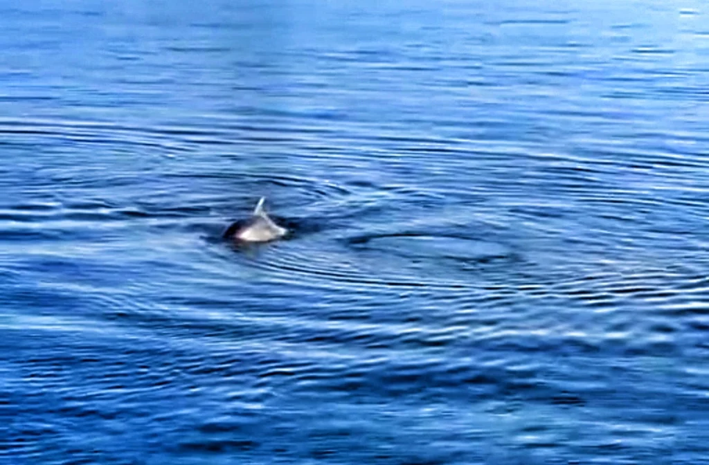 Karamürsel Sahili’nde Yunus Gösterisi