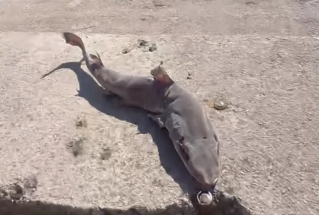 Derince sahilinde camgöz cinsi köpek balığı yavrusu bulundu