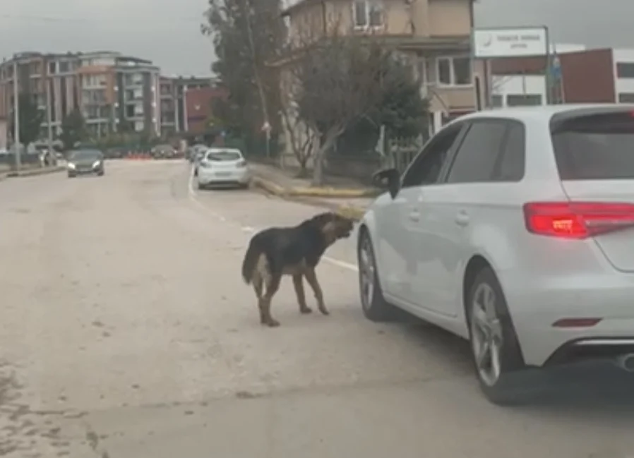 Başiskele’de Sahipsiz Köpekler Tedirgin Ediyor