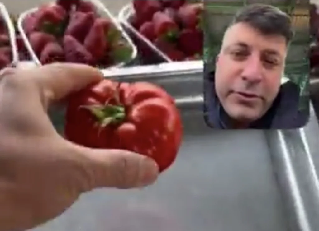 Tek domates 30 lira! Vatandaş şaşkın