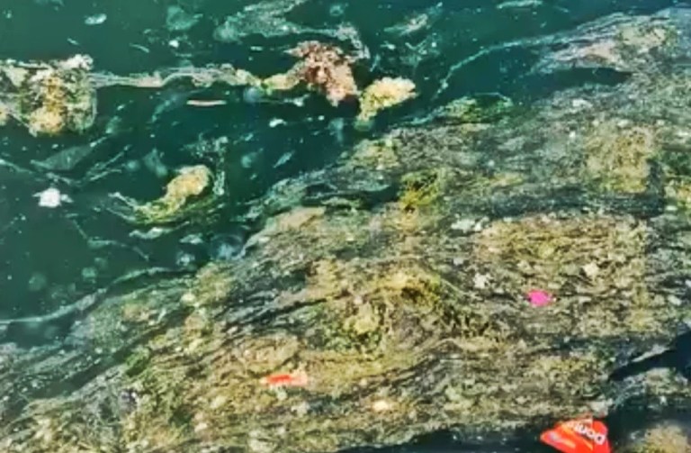 Körfez’de deniz salyası yeniden görüldü