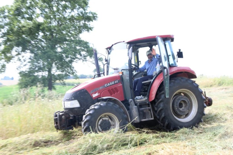 Kocaeli’de süt otu hasadı başladı