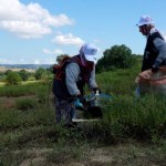 Kocaeli'de kekik hasadı başladı - 3. görsel
