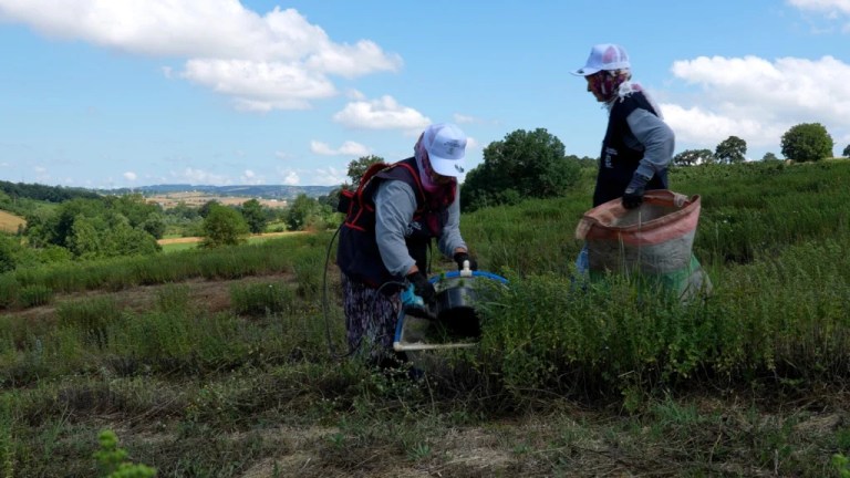 Kocaeli'de kekik hasadı başladı - 3. görsel